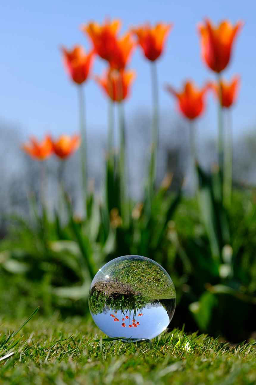 Glaskugel auf Wiese mit Tulpen