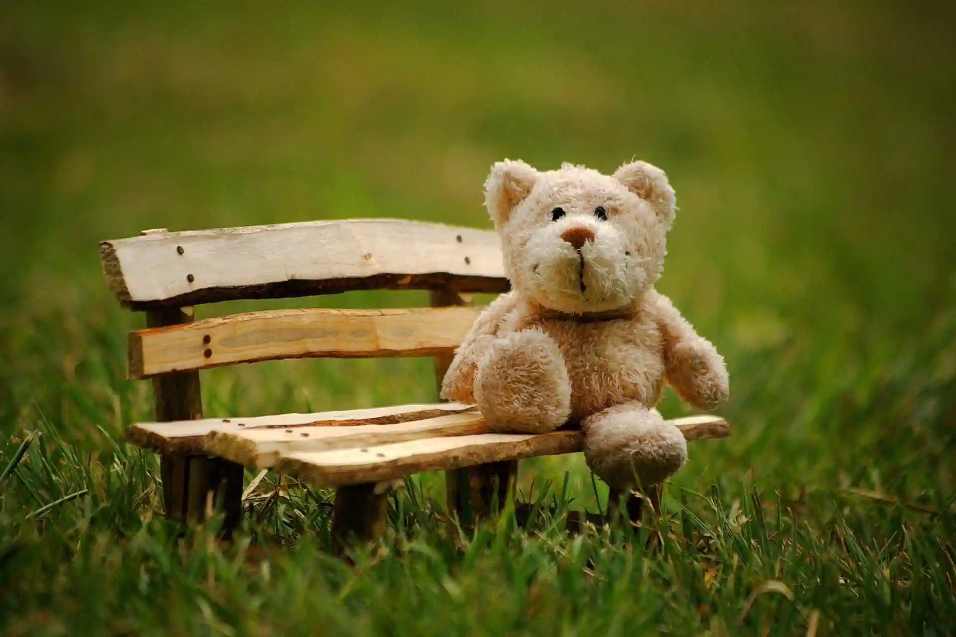 Teddy sitzt auf Bank in grüner Wiese